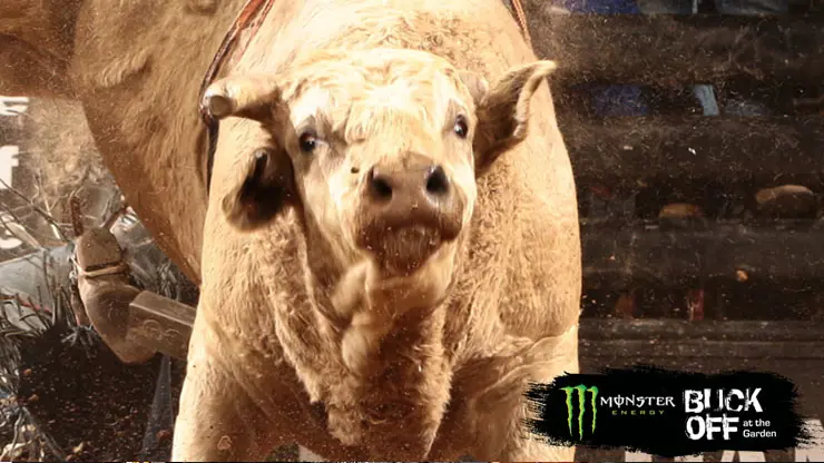 A new way to determine World Champion Bull 