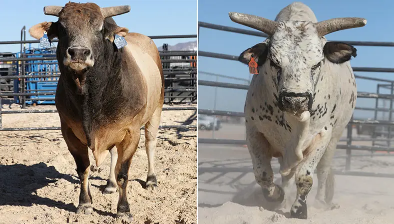 End of an era with SweetPro’s Bruiser and Smooth Operator now retired