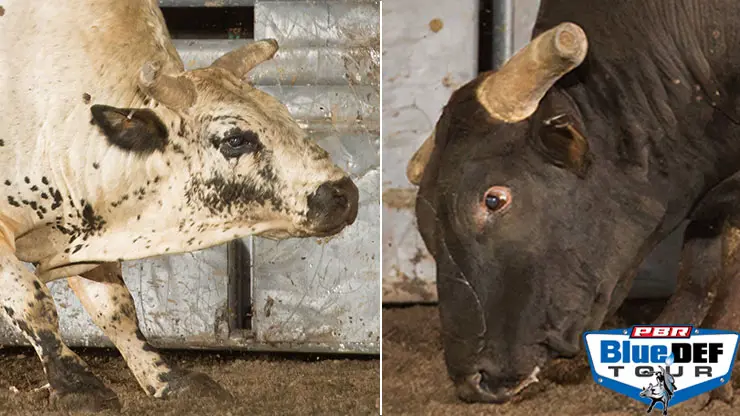 Asteroid & Smooth Operator make their cases