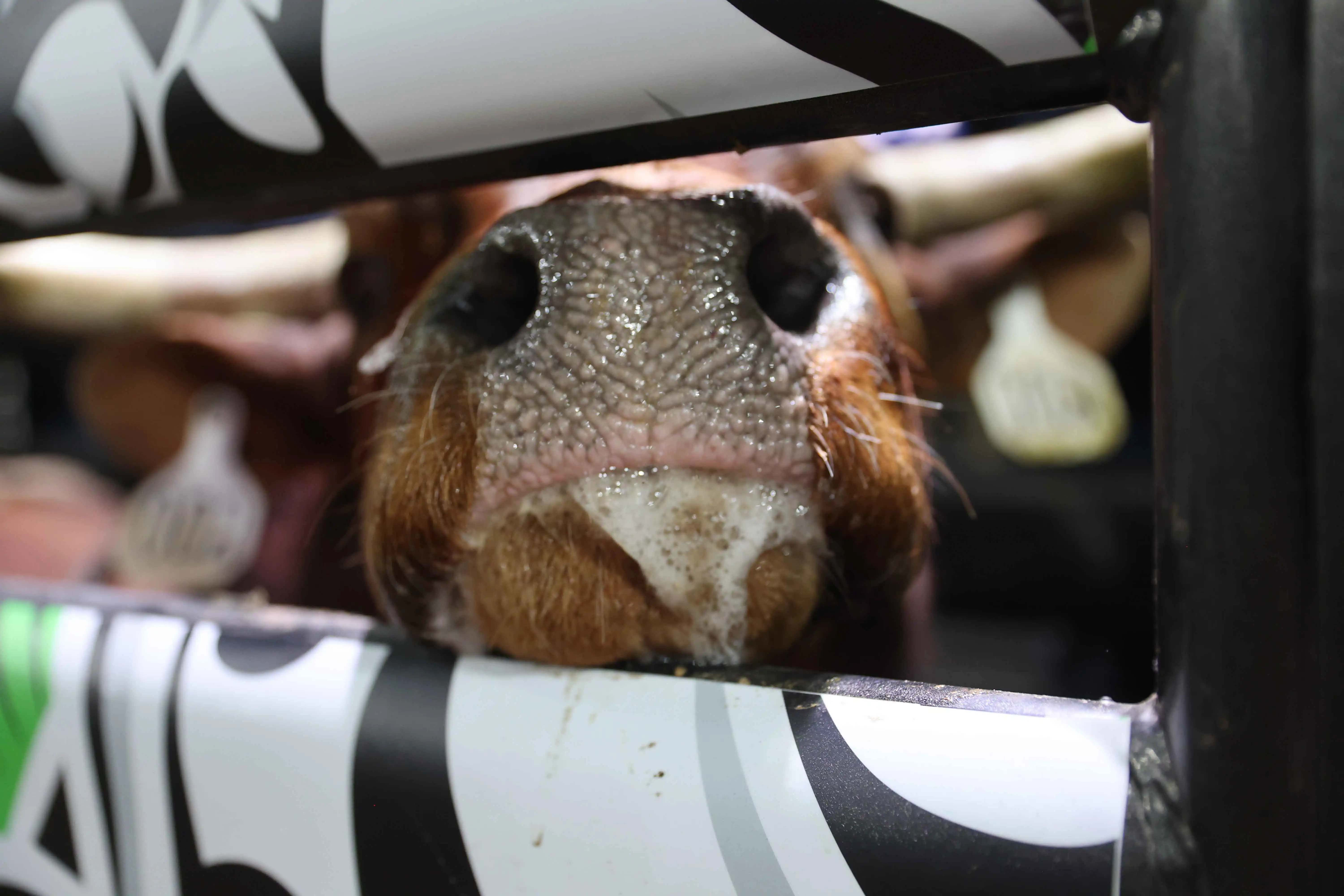 25 LIVE Nampa 01 287