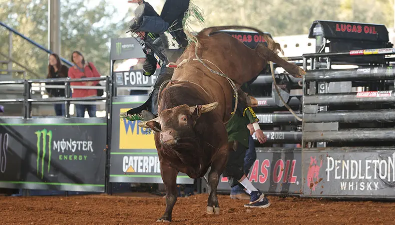 Days after Mary Apper’s passing, her namesake bull ensures her legacy will live on