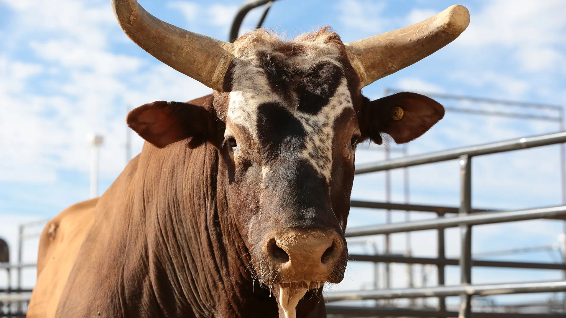 PBR CEO Sean Gleason assembles his all-time rank pen