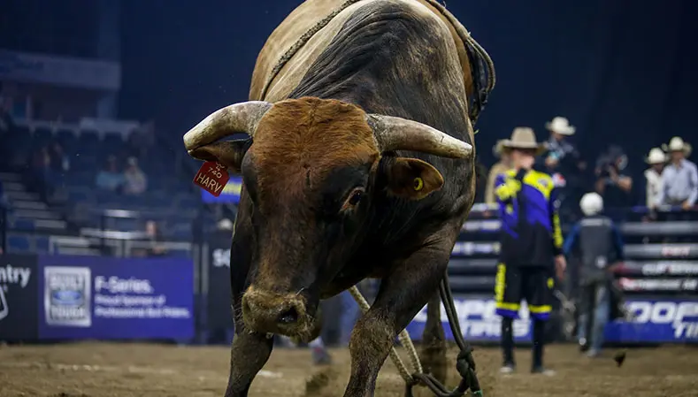 Alberta Boot Co. partners with PBR to become official and exclusive western boot of the elite Canadian Cup Series
