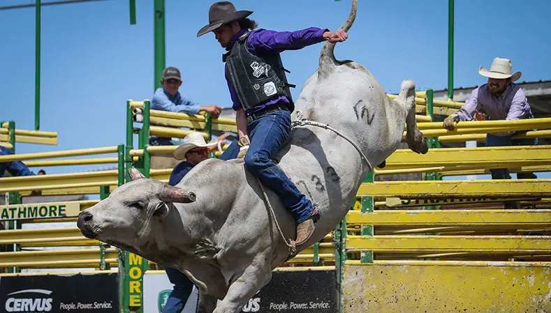 Lazy P Rodeo Company aims to trailblaze a path of success amongst PBR ranks