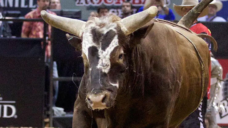Bushwacker has history of round victories