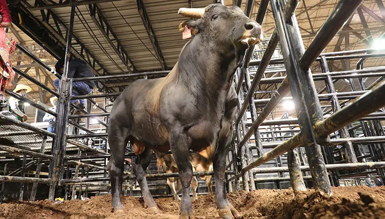 Bucking bull qualifiers for 2020 PBR World Finals: Unleash The Beast announced as fierce World Champion Bull race unfolds