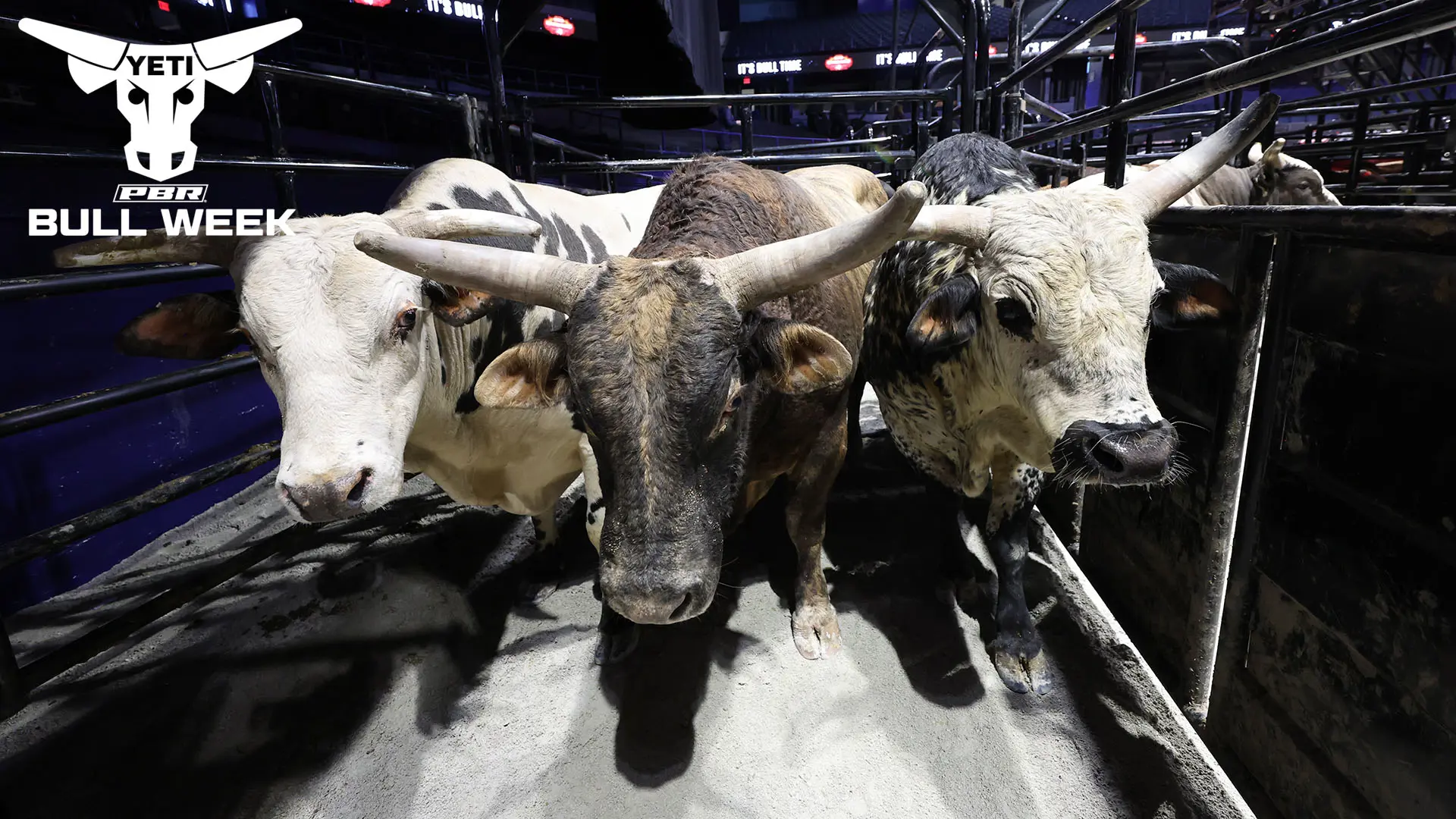 YETI Bull Week: A celebration of the bovine athletes of the PBR