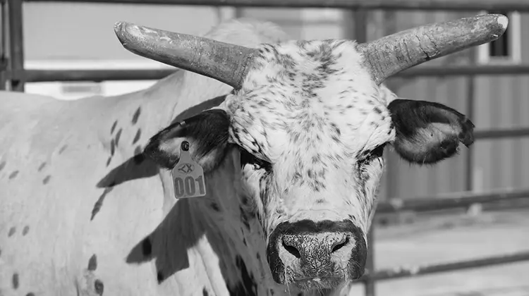 Two-time World Champion Bull Smooth Operator passes away 