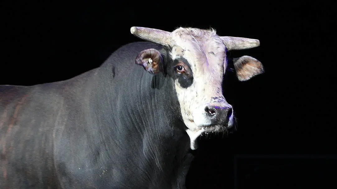 PBR mourns loss of World Champion Bull contender Mick E Mouse