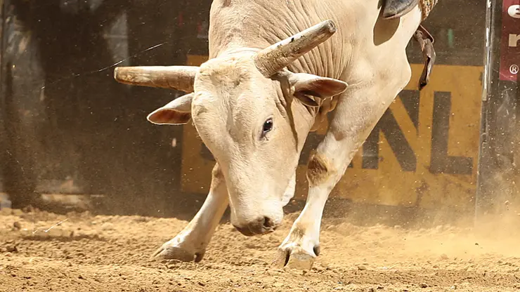 In the bull pen: Huntington Beach