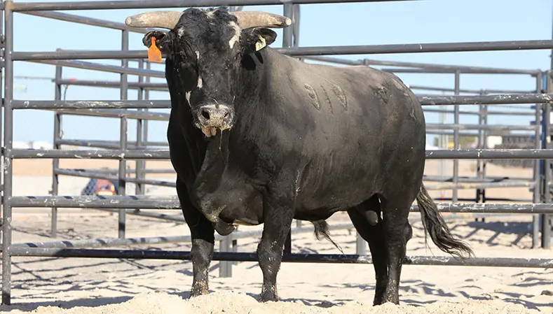 World No. 6 Canadian-born bucking bull Canadian Mist does Vold proud