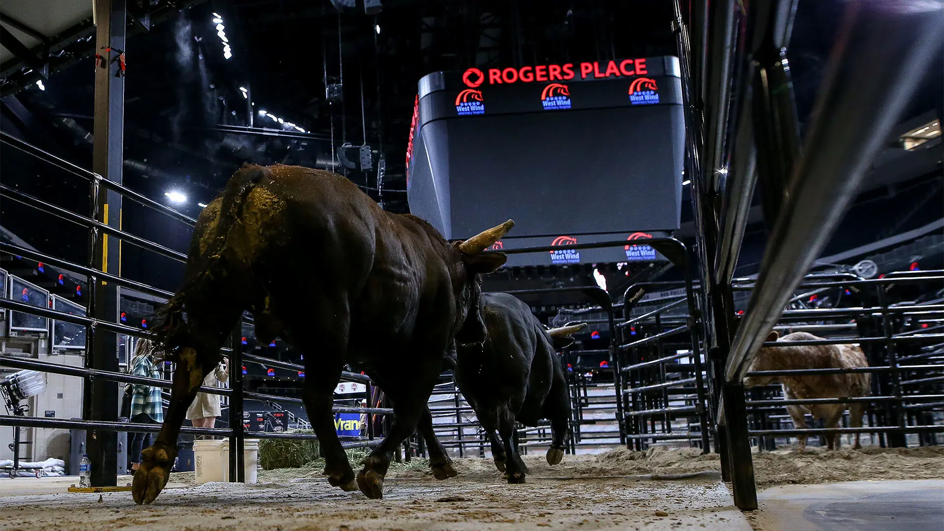 PBR Canada to host outdoor bull riding exhibition at Rogers Place in Edmonton, Alberta, Sept. 27
