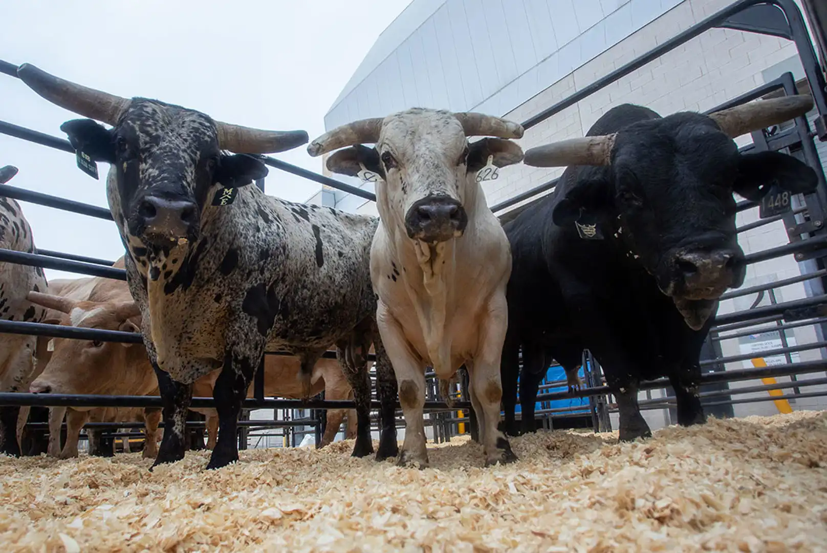 43233b19-aa6b-4d58-affa-741fb172dcca