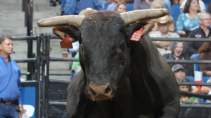 In the bull pen: Billings