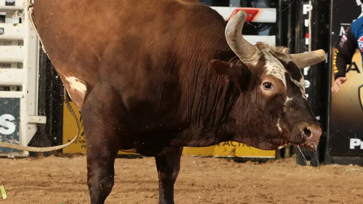 Bushwacker proved his dominance all season