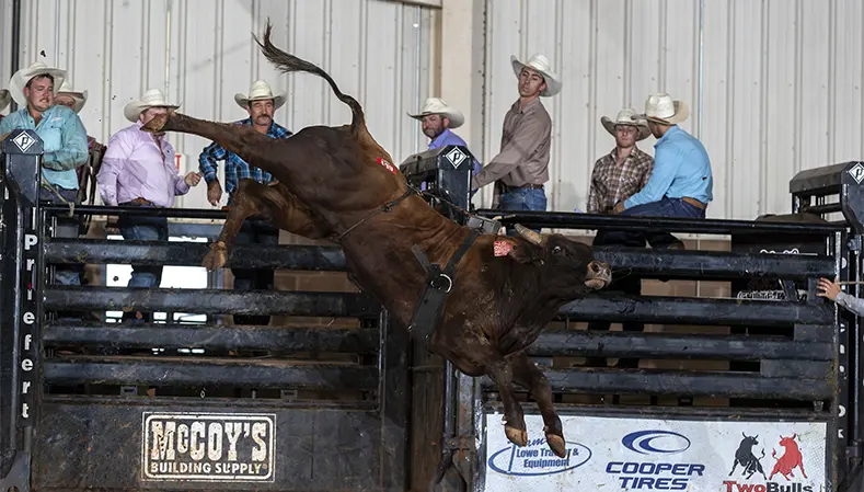 Bred to Buck: Vegas Style Yearling Bull Sale sets records