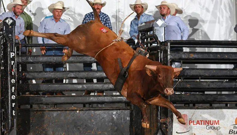 American Bucking Bull Inc. wraps up first half of record-setting season with $50,000-added Futurity event 