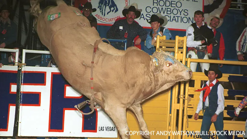Feared on the dirt and beloved off it, Bodacious was a bovine celebrity