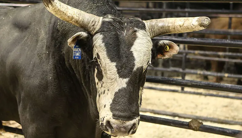 Skori Bucking Bulls says goodbye to their champion Minion Stuart