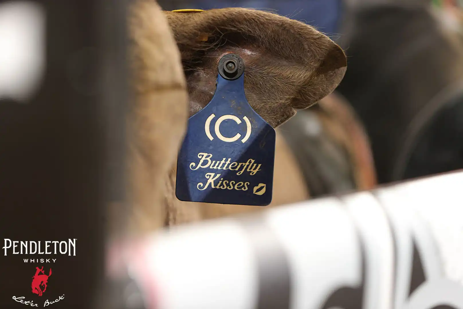 e1361142-0890-4555-9a1f-7b2189cb6f34