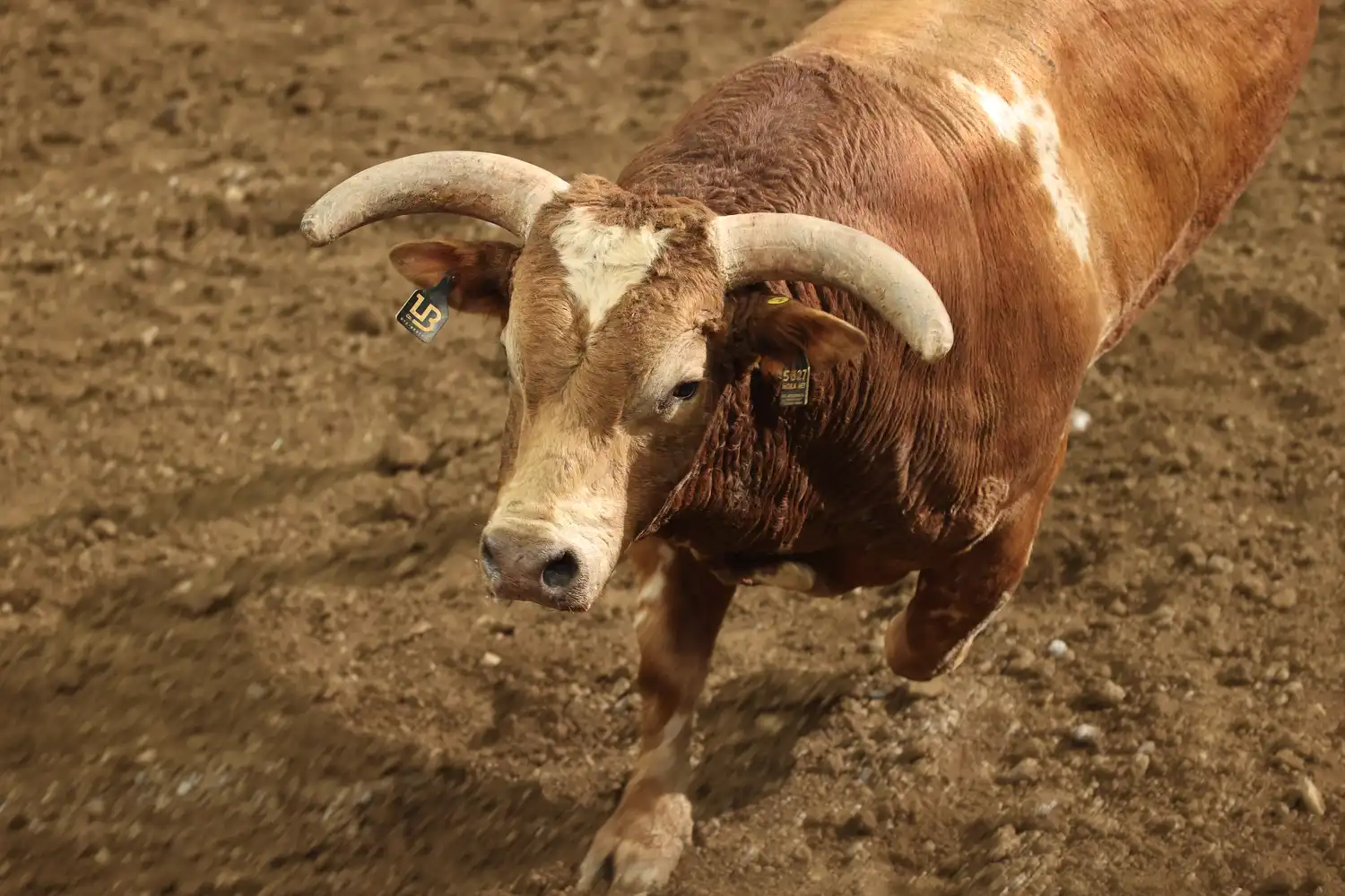 25 LIVE Pittsburgh 02 502