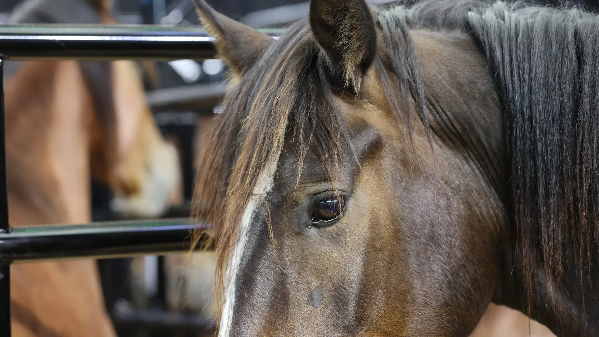 Women's Rodeo Championships, NBHA announce sidepots at 2025-26 barrel races