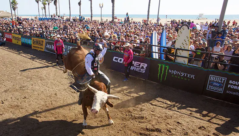 From the Vault: Bulls on the Beach