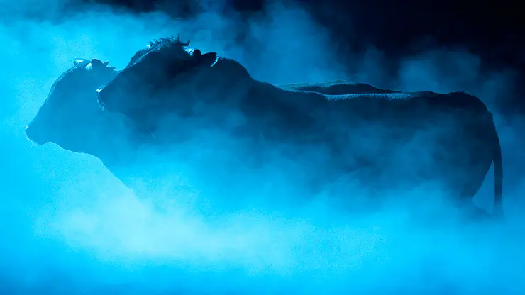 PBR World Champion Bull contenders announced