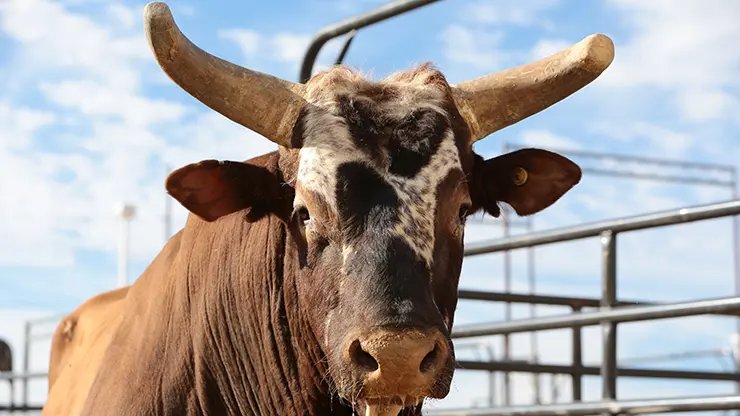 Bushwacker serves as inspiration for Kansas City Chiefs