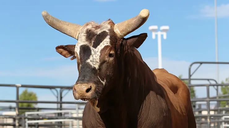 Bushwacker named $1 million bounty bull for Iron Cowboy V