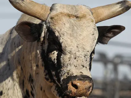 'A once-in-a-lifetime bull'