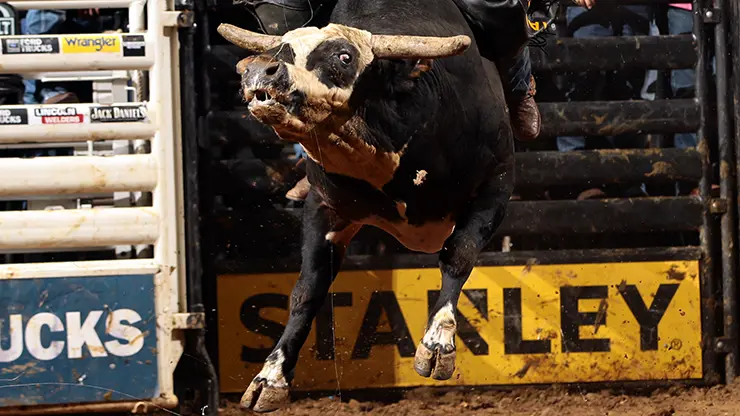 Rango more than just a bull, member of Robinson family