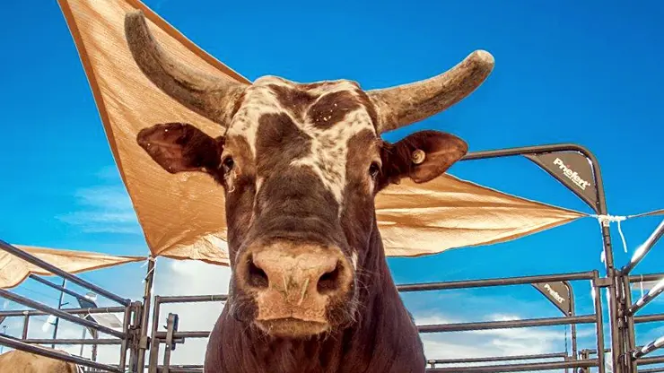 Bushwacker caps legendary career