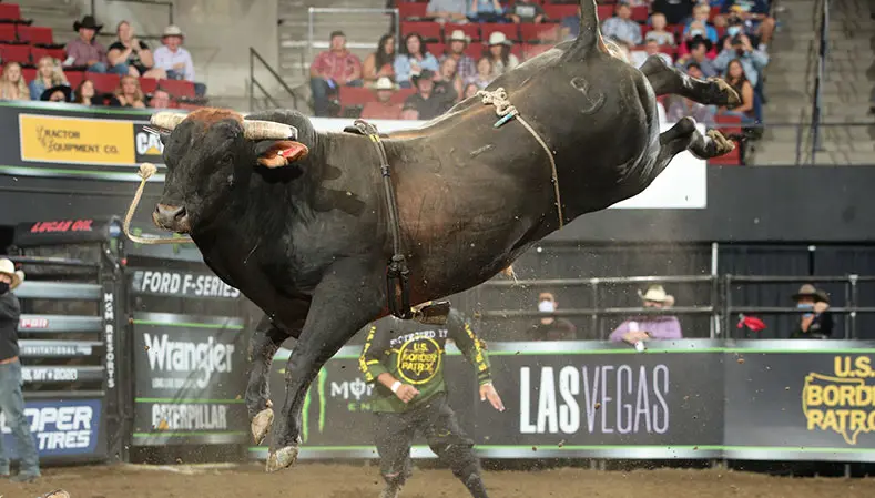 Top 3 bulls in the world increase YETI World Champion Bull averages in Billings