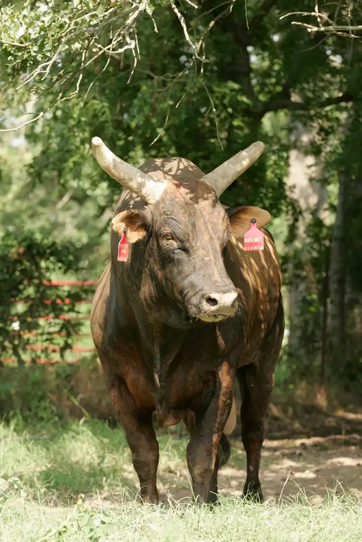 e185f771-d9e3-4691-a29e-0468151d3235