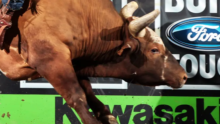 Bushwacker remains unridden in 2014