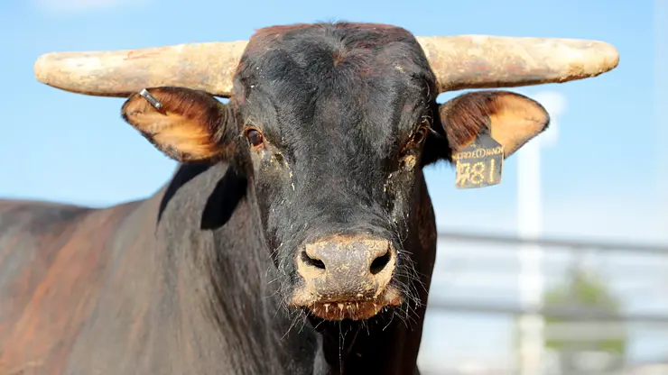 2012 World Champion Bull Asteroid to retire this month