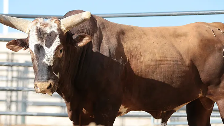Bushwacker to buck during 2014 summer