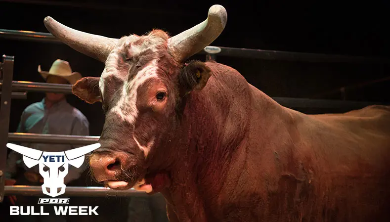 From the Vault: Looking back at three-time YETI World Champion Bushwacker’s career