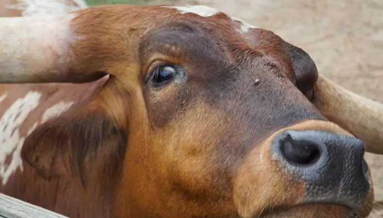 VISIT FORT WORTH: 5 ways to see the Fort Worth Herd