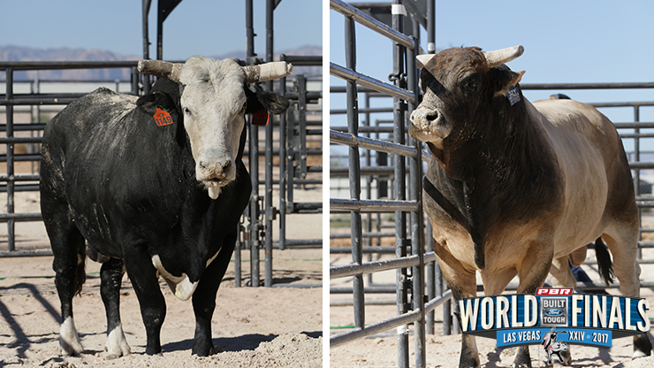 PBR | SweetPro's Bruiser and Pearl Harbor are neck and neck in the