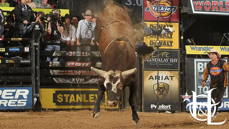 Looking back at Bushwacker’s Top-5 bull scores