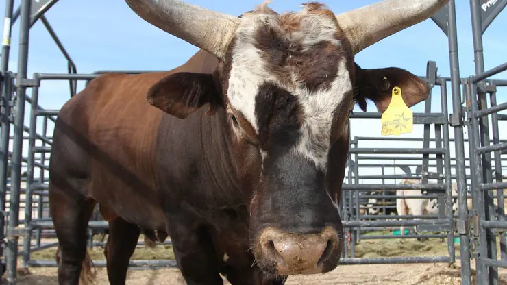 Bushwacker recovering from successful surgery