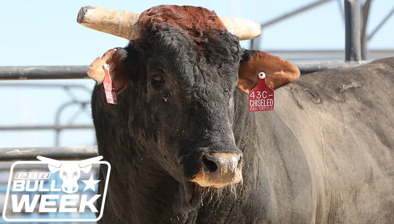 World Champion pedigree in Chiseled’s bloodlines