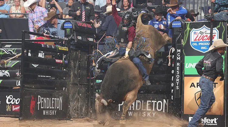 Two Bit Bucking Bulls' Happy Camper Seeking History in Edmonton