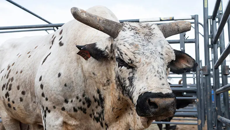 Reigning two-time YETI World Champion Bull Smooth Operator to debut Saturday in Arcadia, Florida