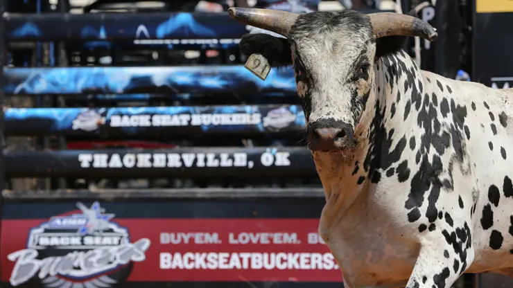 Back Seat Buckers: Bloodlines from the best