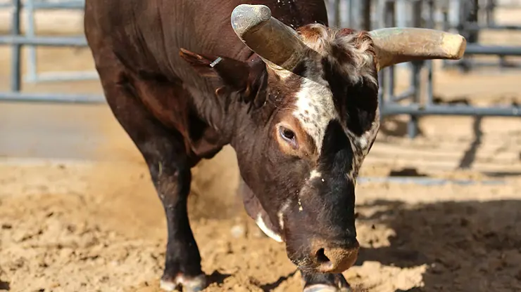 $100,000 in bounties on Bushwacker