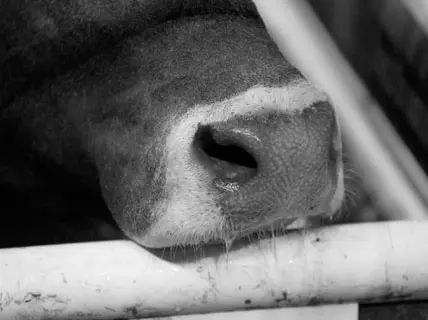 Top riders head to Texas, Florida, Arkansas