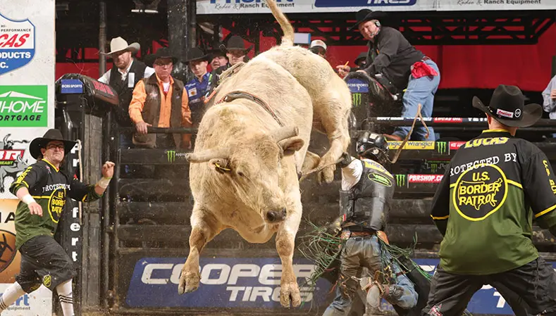 Moonlight Party on trajectory to become first Canadian-born YETI World Champion Bull